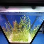 Bild: Idee und Umsetzung / Das Arnold Design Aquarium "Mecklenburg-Vorpommern" (2006) mit seiner noch jungfräulichen Bepflanzung. Darüber umschmeichelt die Wasserlinie sanft den Schriftzug des Logos. Experience The Beauty