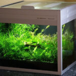 Bild: Arnold Design Aquarien / Foxtrott volume ONE (2005) / Neueinrichtung 2010